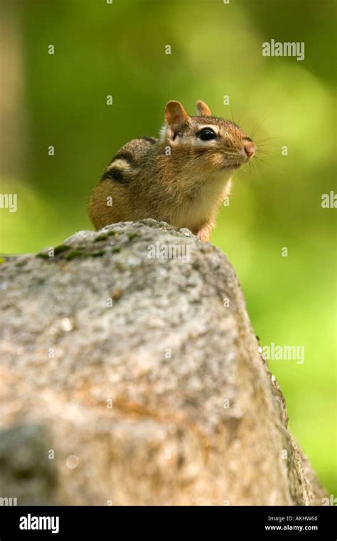 An Eastern Chipmunk Is A Small Brownish Woodland Animal With Bright