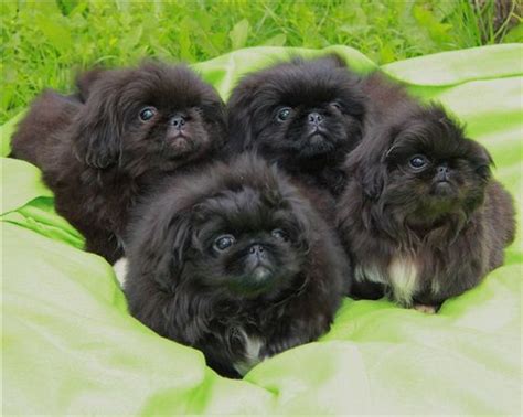 21 Cutest Pekingese Puppies Ever The Paws