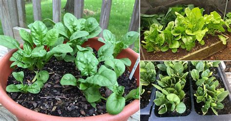 How To Grow Spinach In Pots Growing Spinach In Containers And Care