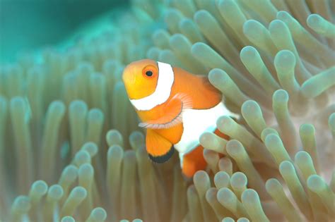 11 Of The Most Famous Ocean Creatures Underwater360