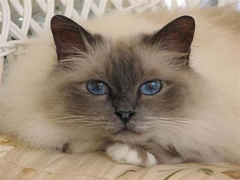 These cats are prone to the groovy mutation (as a young professor x once put it) known as heterochromia, meaning one eye may be colored differently from the other. Birman.. | Schönen katzen, Baby katzen, Katzen