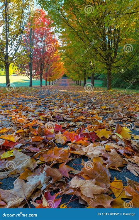 Tree Lined Street During Fall Season Oregon Usa Stock Photo Image Of