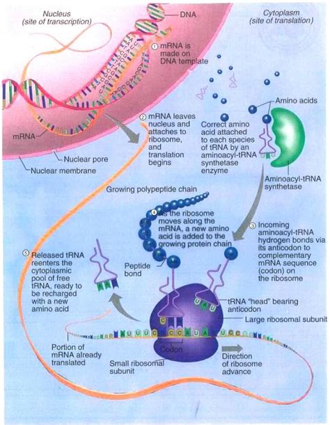 What Is Protein Synthesis All About Dna And Rna