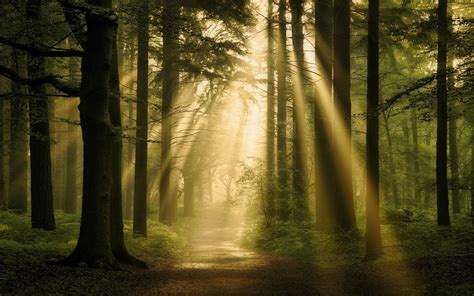 壁纸 树木 景观 森林 性质 科 早上 薄雾 太阳光线 大气层 路径 秋季 多雾路段 季节 黑暗 林地 树林