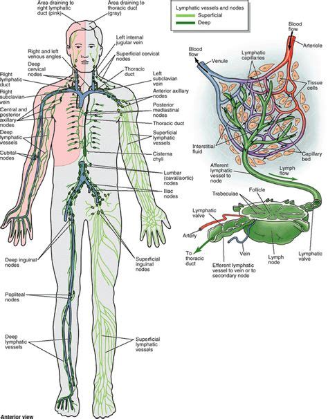 Lymphatic System Lymphatic System Massage Reflexology Chart