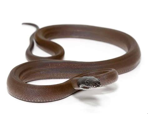 Dalberts White Lipped Python For Sale Upriva Reptiles
