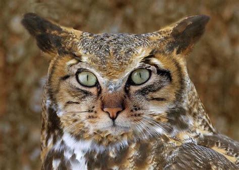 68 Unusual Cat And Bird Hybrids Bred In Photoshop Add