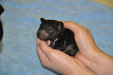 Heres A Baby Tasmanian Devil To Brighten Your Day Tasmanian Devil