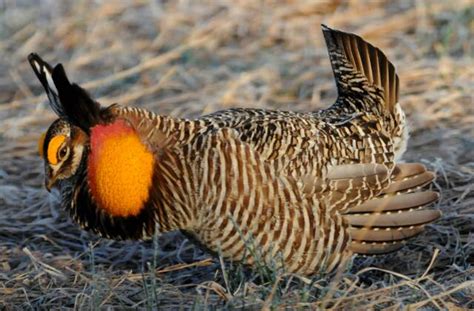 Photo Gallery Greater Prairie Chickens Wolfs Viision Nature