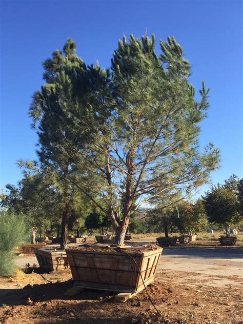I just liberated a droopy italian stone pine from a post christmas sale at sam's club. Pinus pinea - Italian Stone Pine | Big Trees Nursery