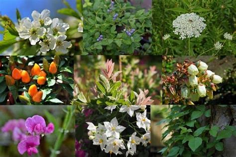 Diffe Types Of Garden Plants With Pictures And Names Bios Pics