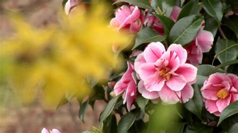 Trova immagini per hd fiori. Fiori di Primavera HD 1440x1080 test Panasonic P2 - YouTube