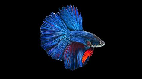 Siamese Fighting Fish Wallpapers Wallpaper Cave