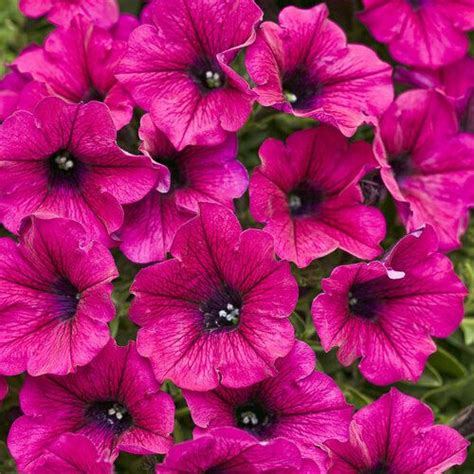Recommendation Petunia Seeds For Hanging Baskets Senecio String Of Beads