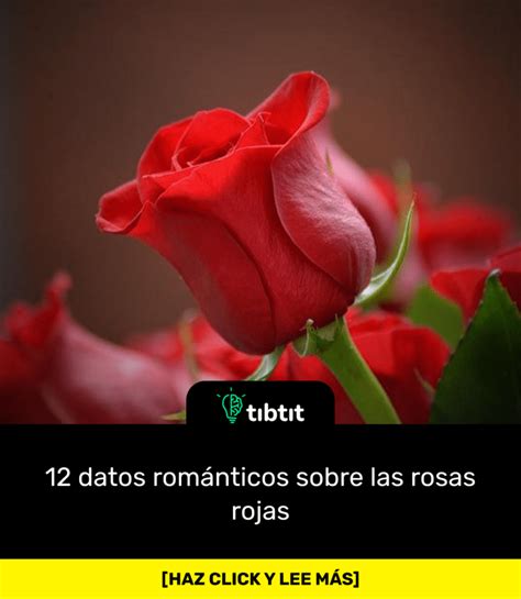 Sabías Que 12 Datos Románticos Sobre Las Rosas Rojas Curiosidades