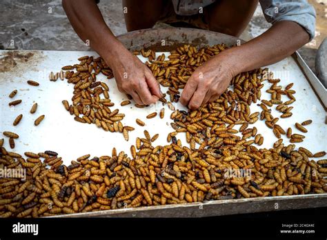 Workers Are Sorting Silkworm Pupae Stock Photo Alamy