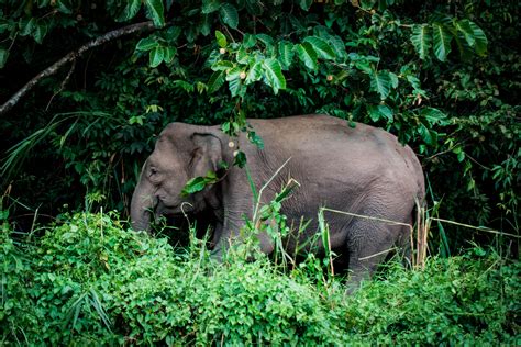 Gray Elephant Elephant Grass Trees Hd Wallpaper Wallpaper Flare