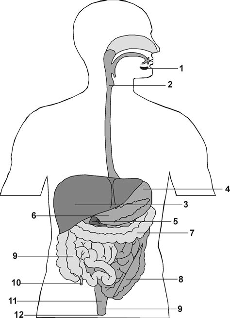 Unlabeled Diagram Of The Digestive System Digestive