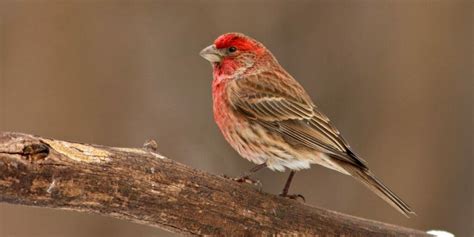 15 Birds With Red Heads And Where To Find Them Pictures And Guide