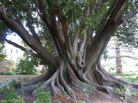 Moreton Bay Fig Tree Australia Super Size Account Photo Gallery
