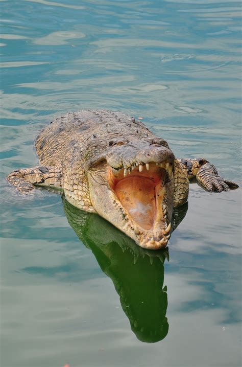 A Picture Of A Crocodile With Mouth Wide Open About Wild Animals