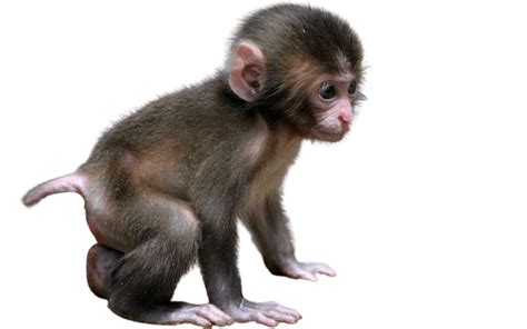 Best 59 Monkey Png Hd Transparent Background A1png