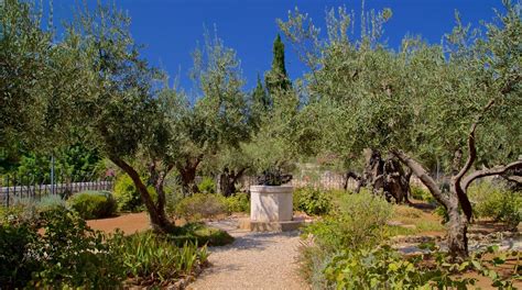 Garden Of Gethsemane In Jerusalem Uk