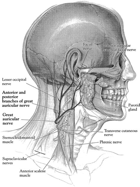 Greater Auricular Nerve Innervation