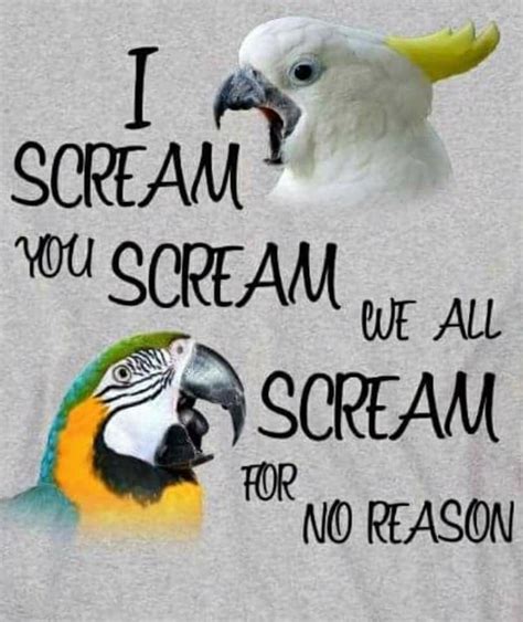 Representative Of Our Summer Around Here Parrot Quotes Funny Parrots