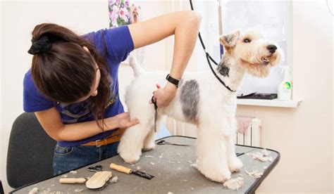 Loveyourdoggroomerday Love Your Dog Groomer National Day