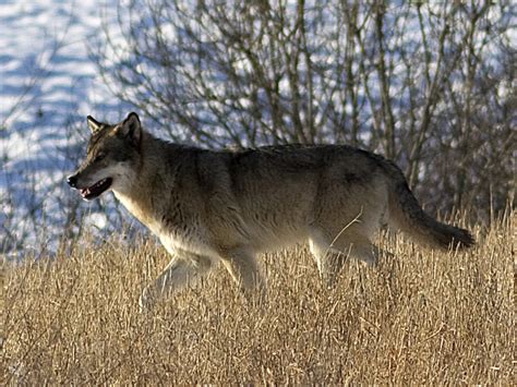 Facts about Wolves — WildSweden - wildlife adventures in Sweden