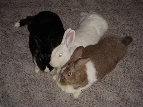 Feeding What Is Wool Block In Rabbits Pets Stack Exchange