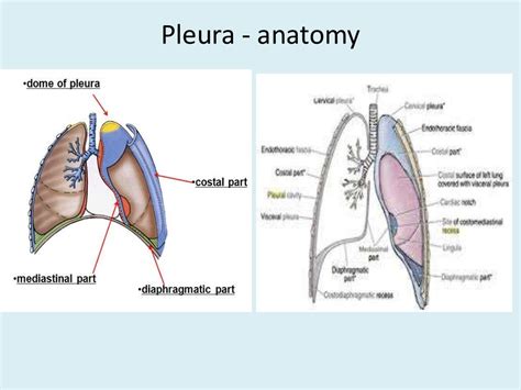 Anatomy Of Thorax 2