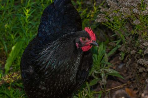 Australorp Care Guide For Your Flock Chickens Backyard Poultry Breeds Australorp Chicken