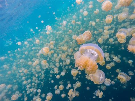 Jellyfish Lake Earth Blog