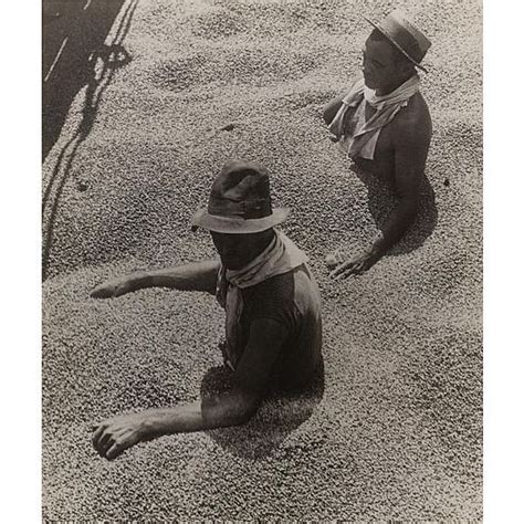 The History Of Brazilian Coffee When The Coffee Plant Was Introduced