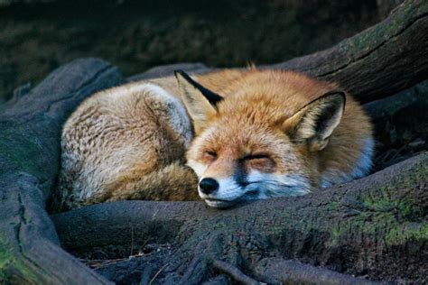 Are Foxes More Like Cats Or Dogs In Their Behaviors