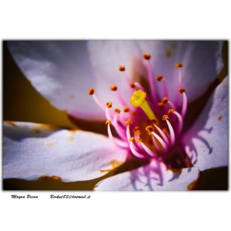 Maybe you would like to learn more about one of these? The Reproductive Parts of a Flower - Lesson Plan for ...