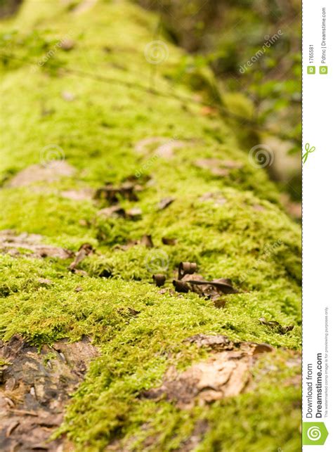 Moss Covered Stone Wall Texture Stock Photography