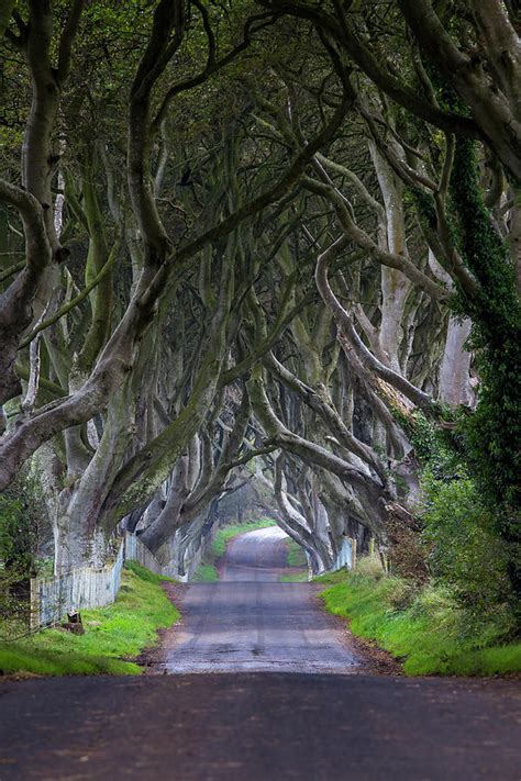 The Dark Hedges Beech Tree Tunnel In By Mark Smith