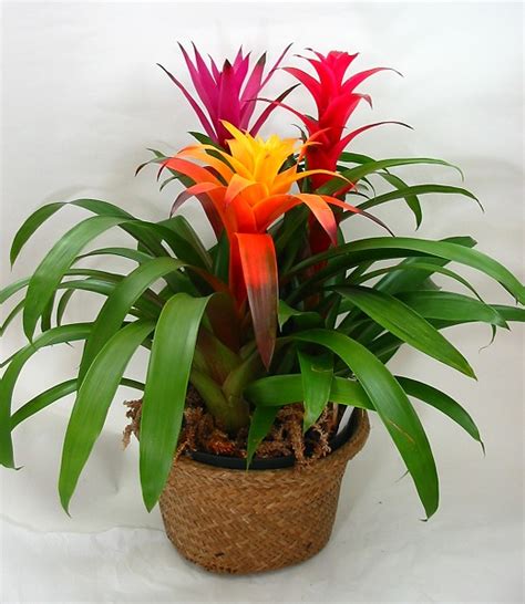 Maybe you would like to learn more about one of these? Bromeliads