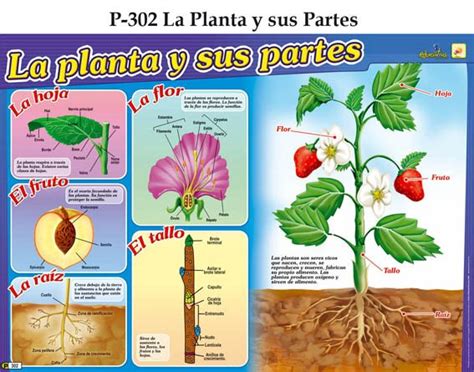 Cuentitis Y Punto Las Plantas
