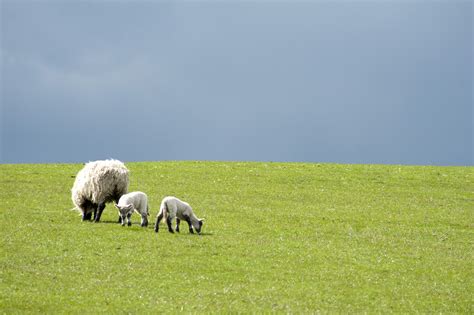 Reflections On Shepherding “he Makes Me Lie Down In Green Pastures