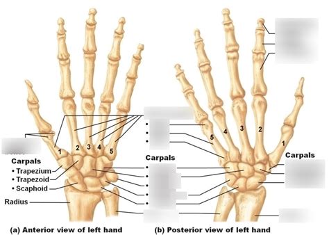 Bones Of The Right Hand And Wrist Posterior View Diagram 2 Diagram