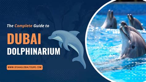 Complete Guide To Dubai Dolphinarium Dolphin Show Dubai
