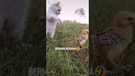 Kucing Main Sama Ayam Youtube