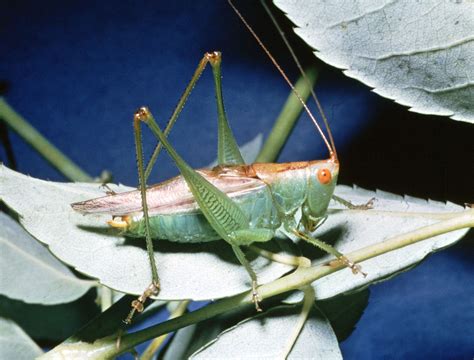 Maycintadamayantixibb Scientific Name Of Kharif Grasshopper