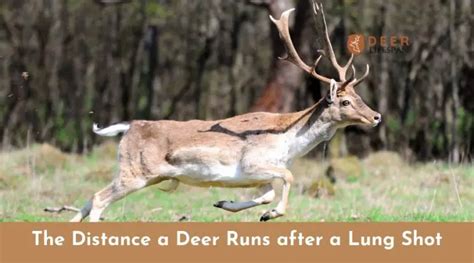 How Far Can A Deer Run With A Lung Shot