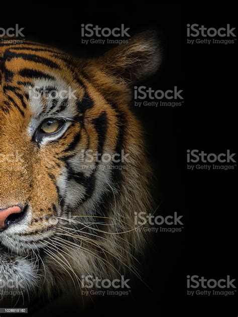 Wajah Harimau Jantan Foto Stok Unduh Gambar Sekarang Harimau