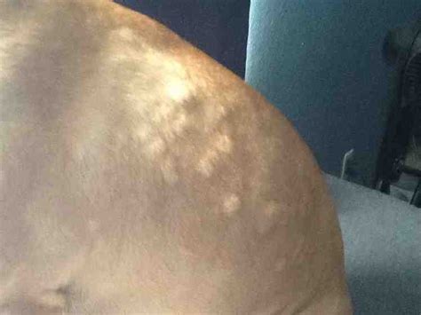 Pitbull Skin Problems Treatment Pitbull Dogs